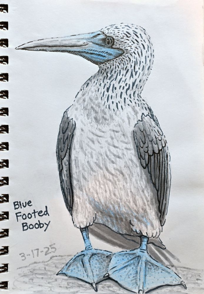Pen and pencil drawing of a blue-footed booby.