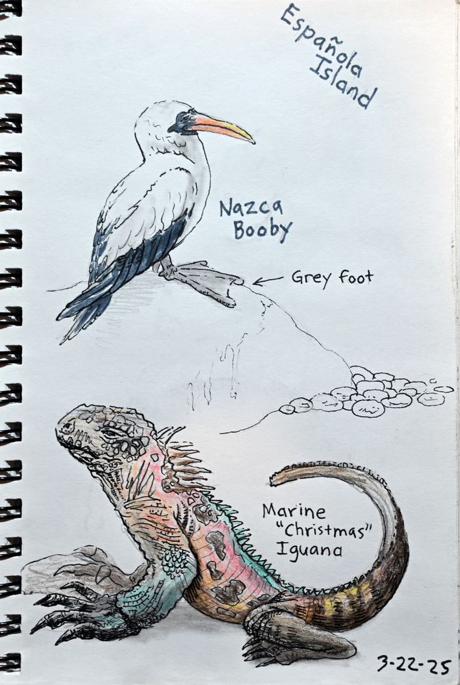 Mixed media drawing of a booby and a marine iguana.