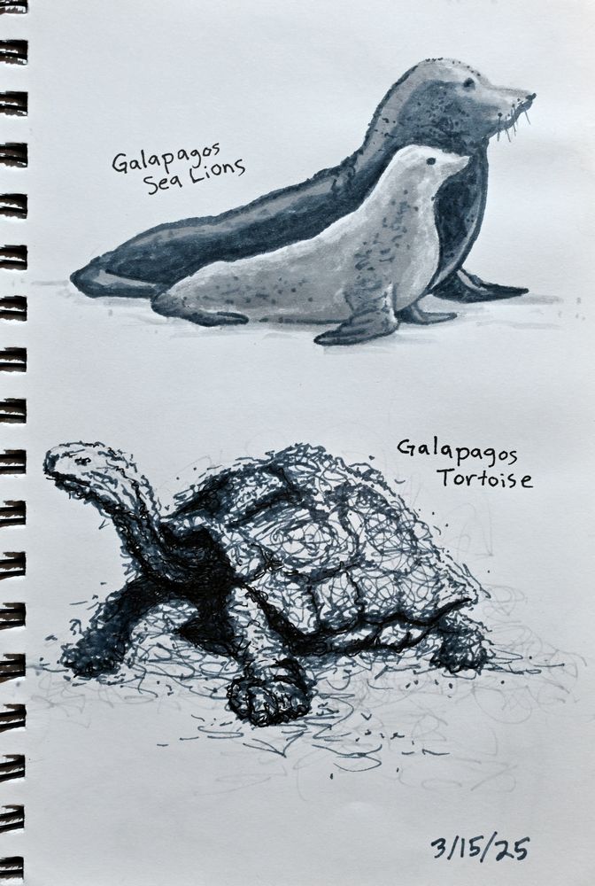 Brush pen drawing of two Galapagos sea lions above a Galapagos tortoise.