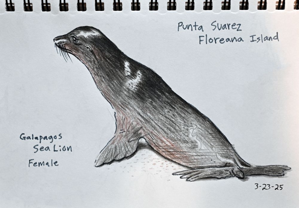 Colored pencil drawing of a Galapagos sea lion.