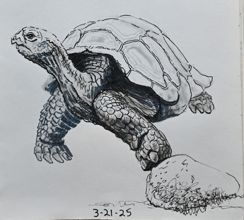 Pen drawing of a Galapagos tortoise.