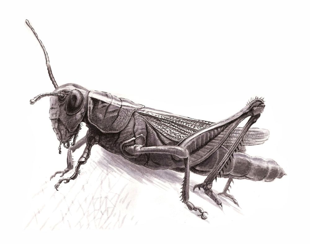 Pen drawing of a grasshopper.