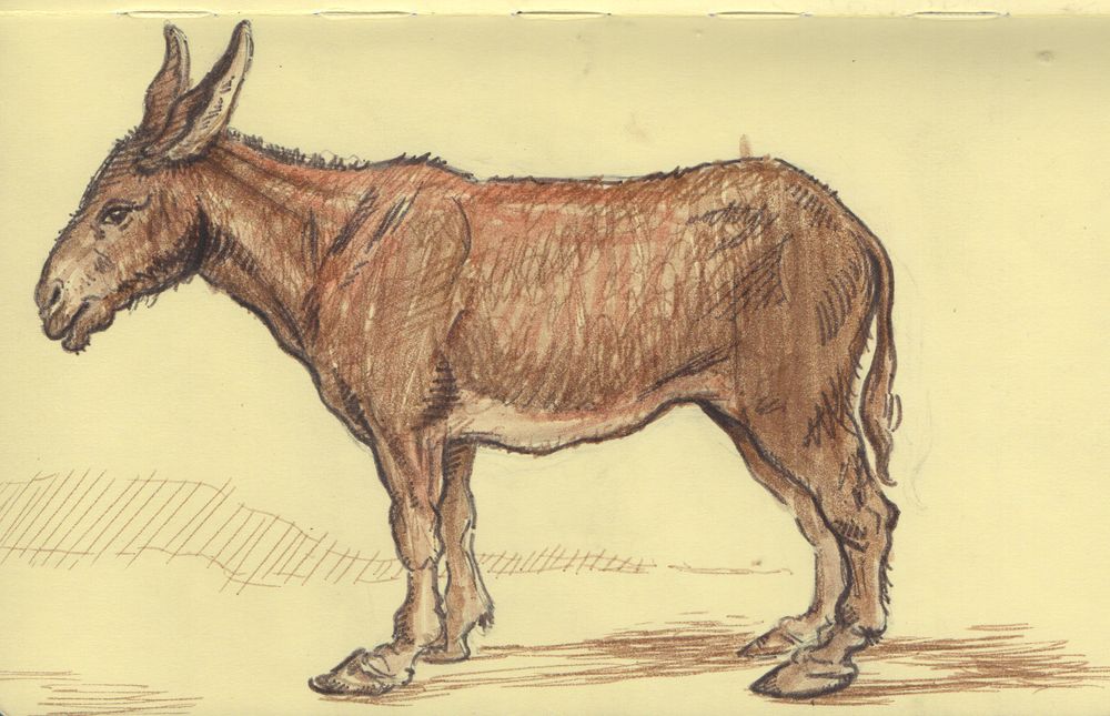 Brush pen drawing of a wild donkey.