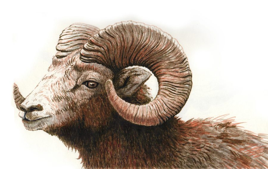 Painted study of a bighorn ram's head in profile, showing the full curl of its horn.