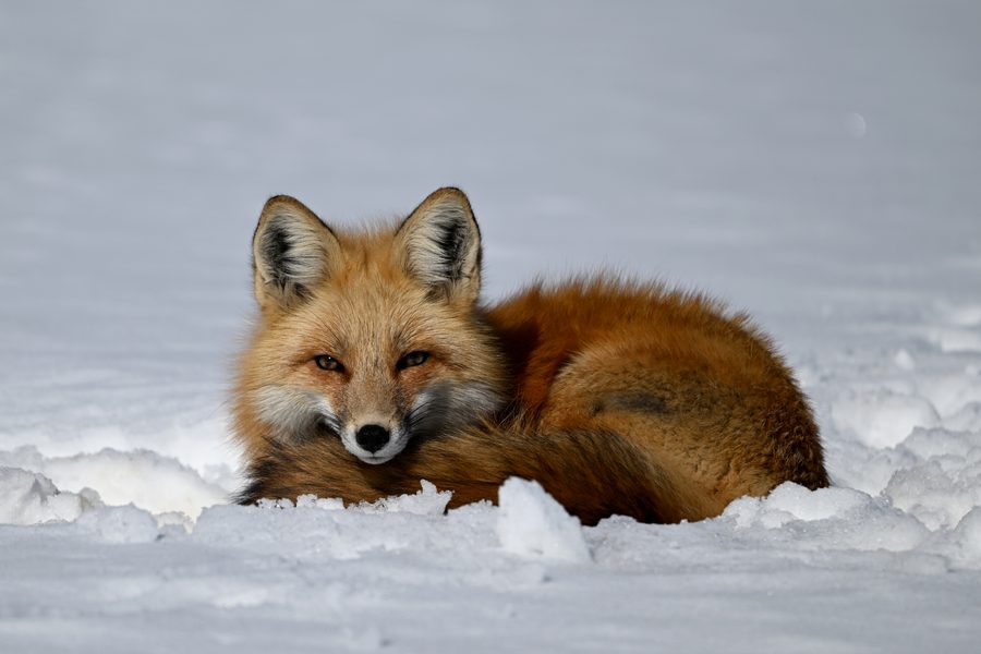 Photograph of a red fox curled up in snow, looking toward the camera.