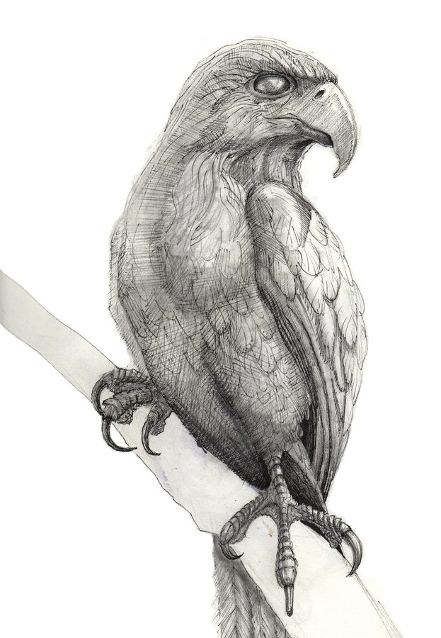 Pencil drawing of a red-tailed hawk perched on a branch, seen in profile.